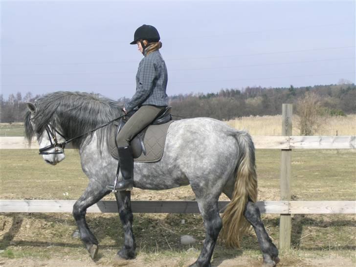 Connemara Skovbækkens Mikado - Mig og Mikado April 2010 billede 6