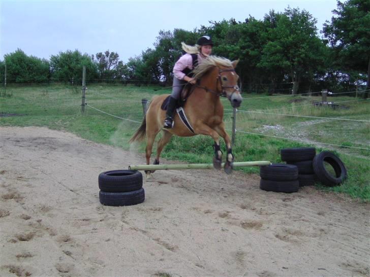 Haflinger /New Forest Kebbe - opvarmning til spring sommer 08 :) billede 3
