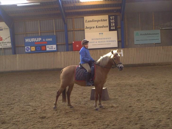 Haflinger /New Forest Kebbe - Keebe tænker **er jeg ikke snart færdig??** billede 5