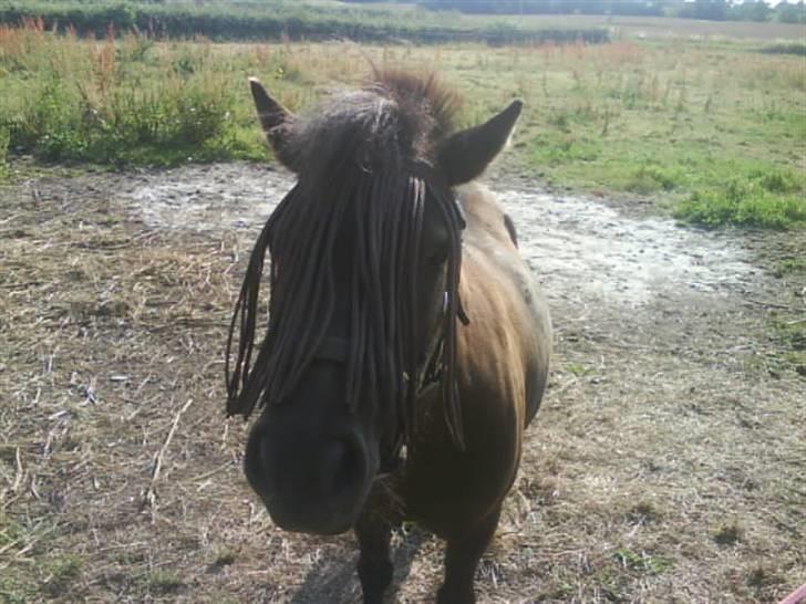 Shetlænder Sally - 14. Sally billede 14