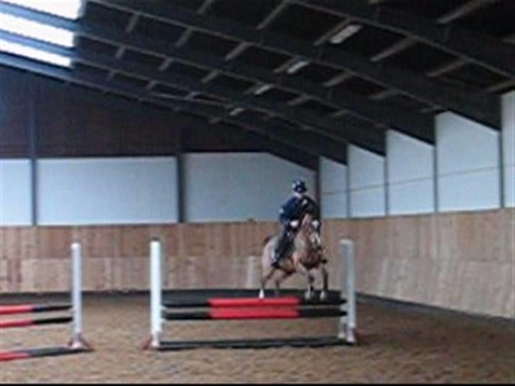 Anden særlig race **Flux<3** solgt:´( - Springning til Albert Voorn kursus:D  billede 14