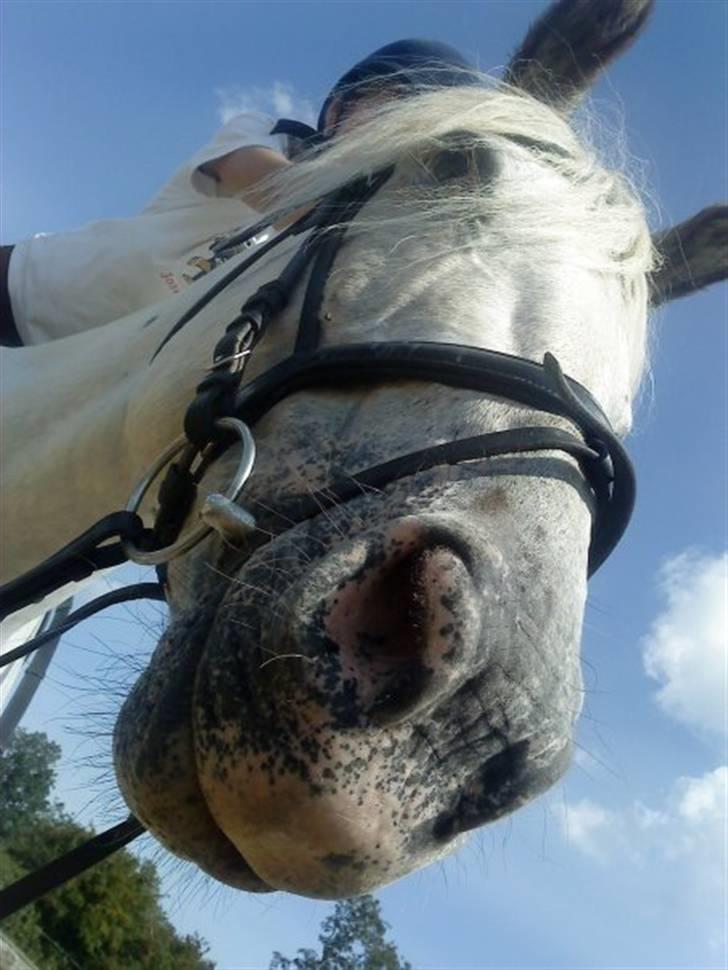 Knabstrupper Zenya Chanel SOLGT - Smile:D billede 1