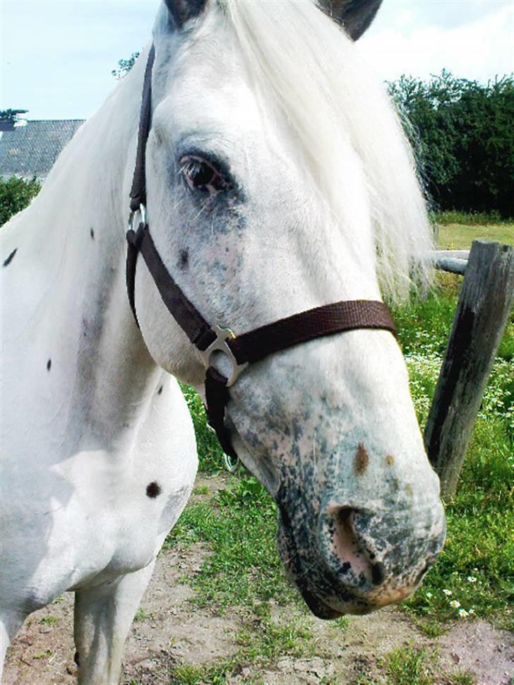 Knabstrupper Zenya Chanel SOLGT - Dejlige Zenya da vi var over og se hende første gang billede 2