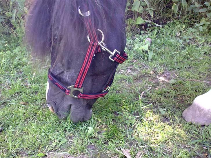 Anden særlig race Bianca billede 15