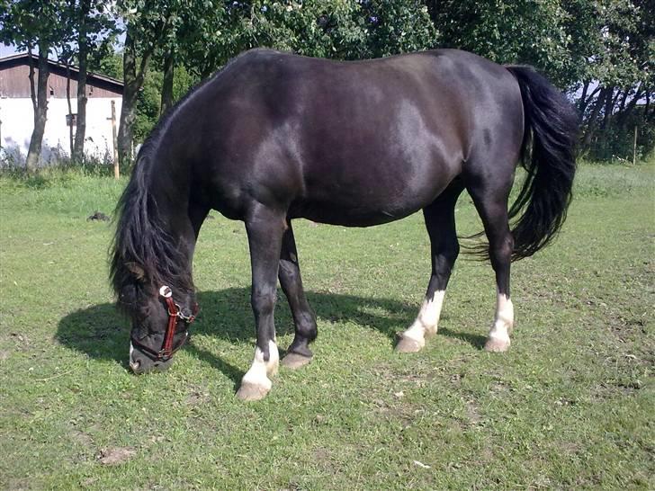 Anden særlig race Bianca - Juli 09 på folden billede 16