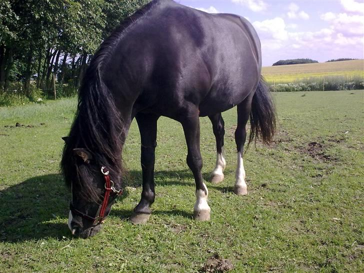 Anden særlig race Bianca - Juli 09 på folden billede 17