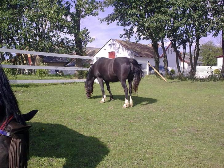 Anden særlig race Bianca billede 19