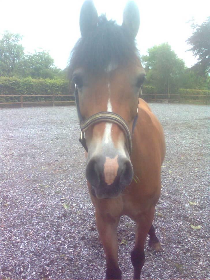 Tysk Sportspony Sally - Sally. billede 1