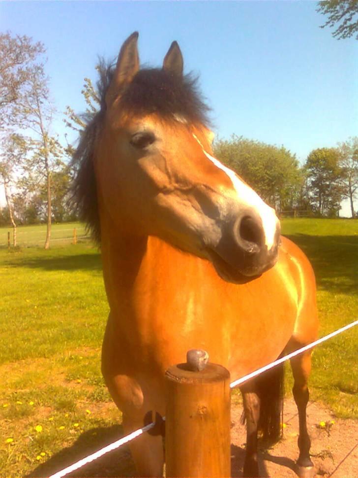 Tysk Sportspony Sally billede 2