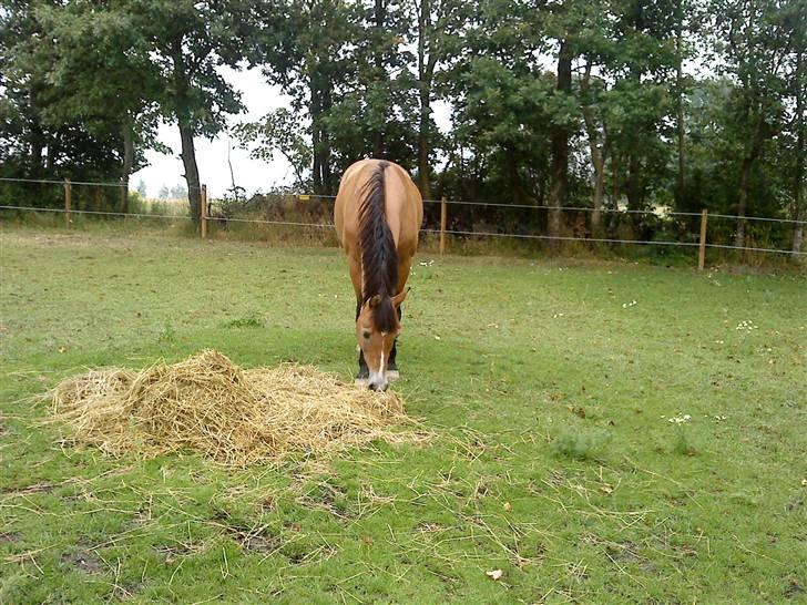 Tysk Sportspony Sally billede 3