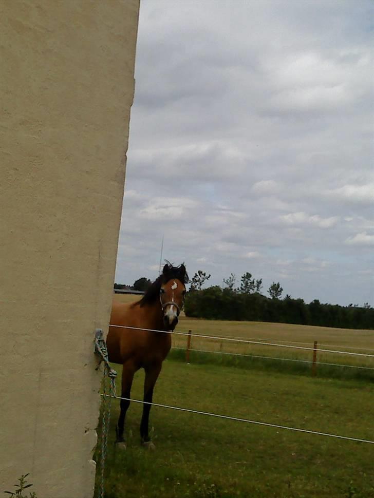 Tysk Sportspony Sally billede 4