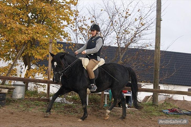 Anden særlig race Gazella RIP - Rideundervisning Oktober 2010, Foto Julie billede 11