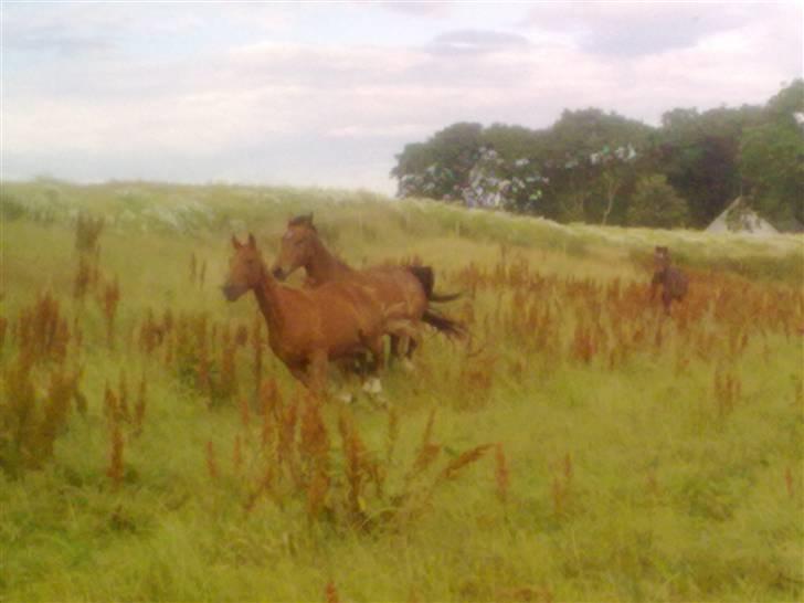 Anden særlig race Lemans   (SOLGT) - Lemans og Jason kommer løbene!!:D billede 8
