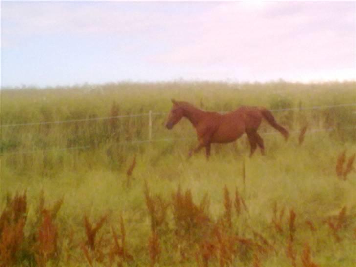 Anden særlig race Lemans   (SOLGT) - Lemans på marken:) billede 9