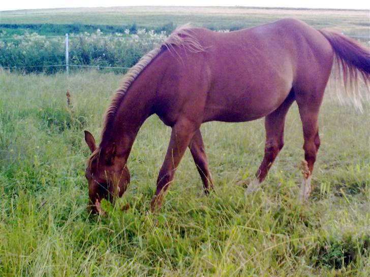 Anden særlig race Lemans   (SOLGT) - Lemans på marken:) billede 10