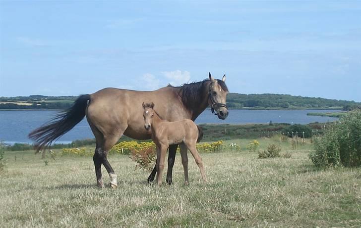 Welsh Partbred (Sec F) Daugaards Magnifique - 3 dag gammel billede 15