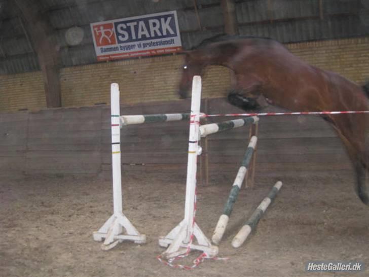 Anden særlig race Daisy Duke SOLGT - 16: Daisy igen i løsspring den 11. juli 2009. På vej over 1,40 meter :D hehe, hun fløj bare over med mega afstand ! :D Fotograf: Sabina billede 16