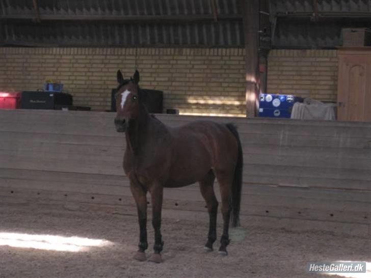 Anden særlig race Daisy Duke SOLGT - 18: Daisy følger nøje med i hvad jeg laver ovre ved springene :P billede 18