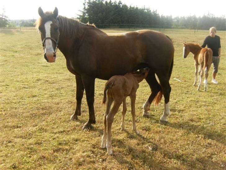 Dansk Varmblod Lambruska Balia billede 1