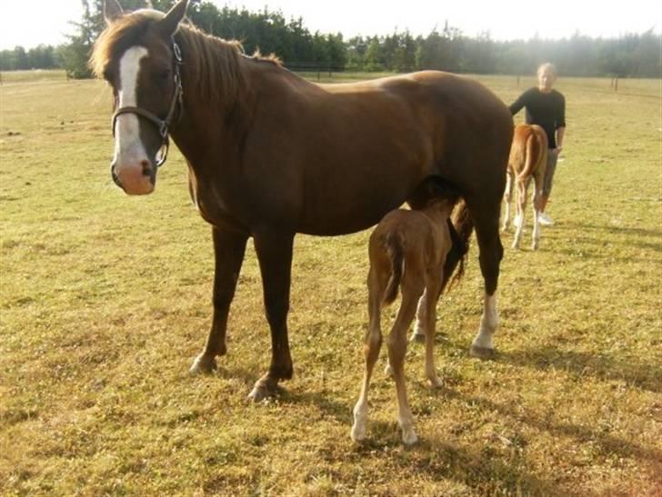Dansk Varmblod Lambruska Balia billede 2