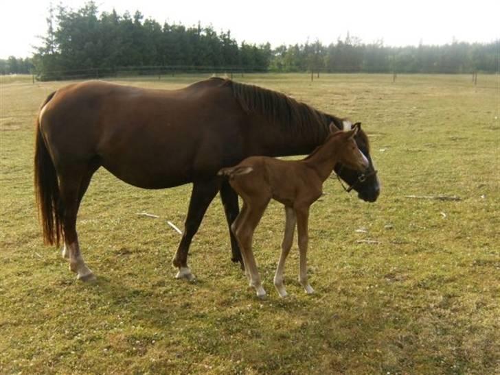 Dansk Varmblod Lambruska Balia billede 3