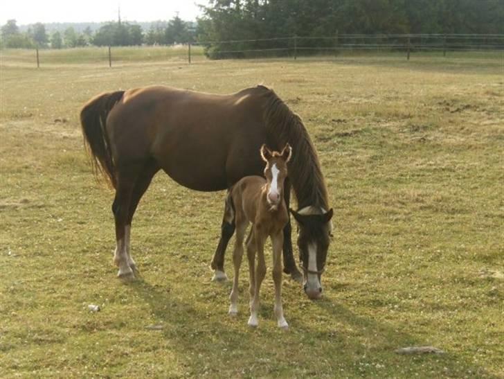 Dansk Varmblod Lambruska Balia billede 4