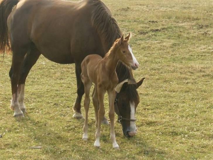 Dansk Varmblod Lambruska Balia billede 5