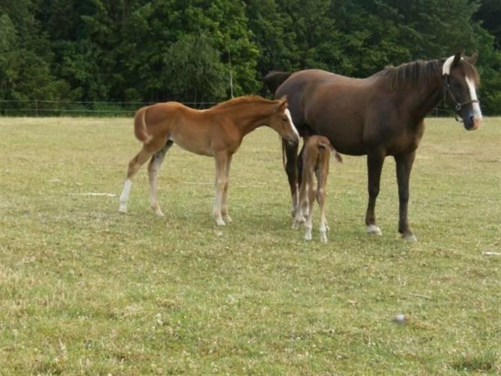 Dansk Varmblod Lambruska Balia billede 6