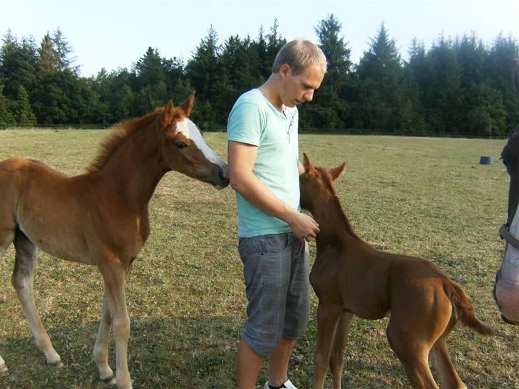 Dansk Varmblod Lambruska Balia billede 8