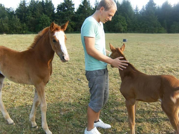 Dansk Varmblod Lambruska Balia billede 9