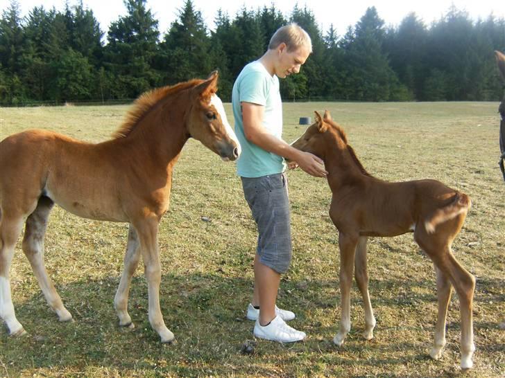 Dansk Varmblod Lambruska Balia billede 10