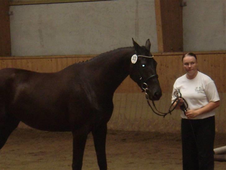 Trakehner Hedra<33 - mønstring på vilhelmsborg billede 7