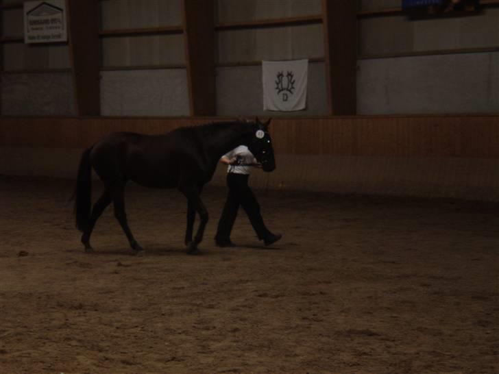 Trakehner Hedra<33 - mønstring billede 8
