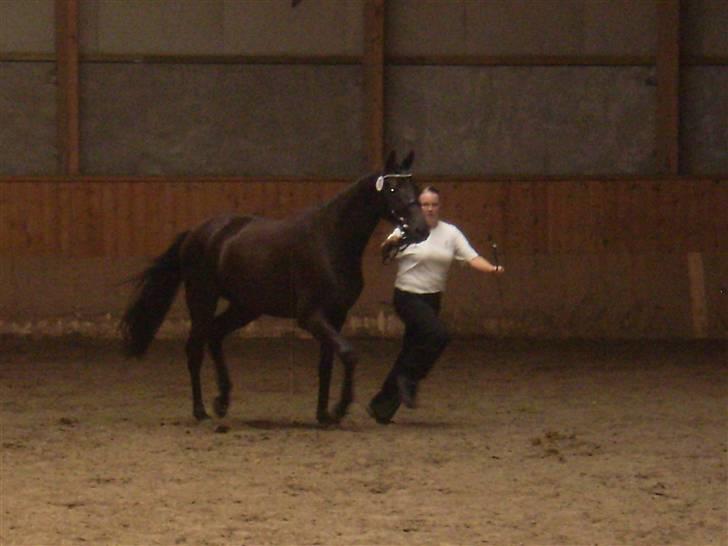 Trakehner Hedra<33 billede 9