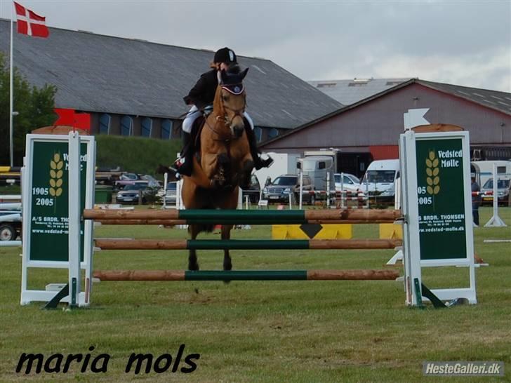 Anden særlig race Stjerne - til stævne i sønder hygum :) LA billede 3