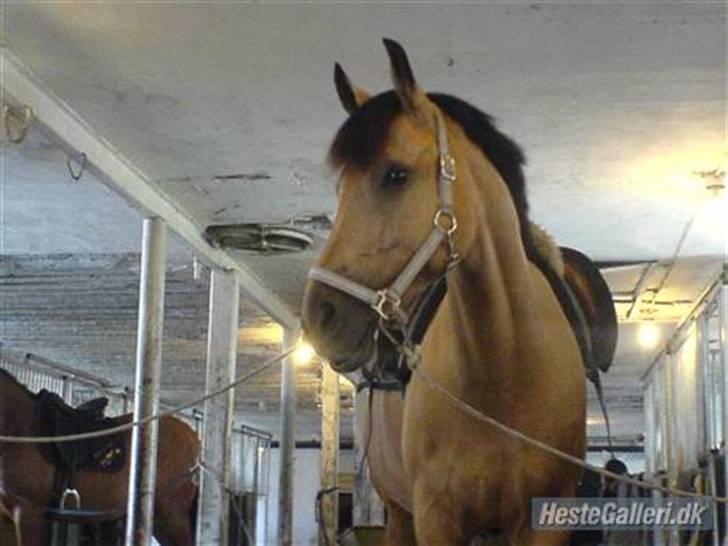 Anden særlig race Stjerne - stjerne på gangen :) billede 10