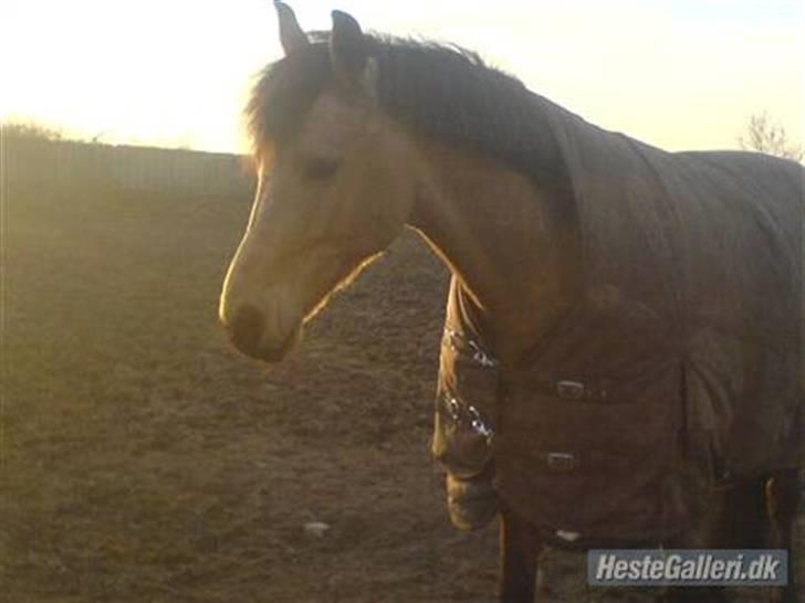 Anden særlig race Stjerne - stjerne på fold . billede 12