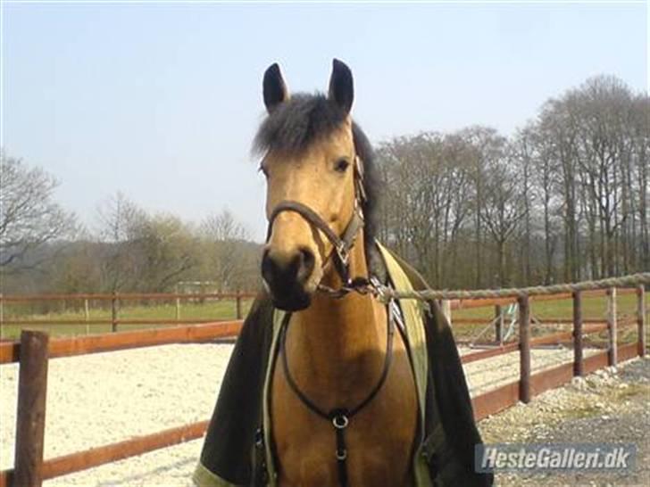 Anden særlig race Stjerne - smukke stjerne <3 billede 13