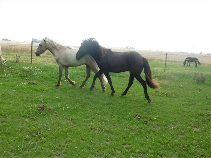 Islænder Leikur fra Worregård solgt  - #1 nyt. velkommer til Leikur profil billede 1