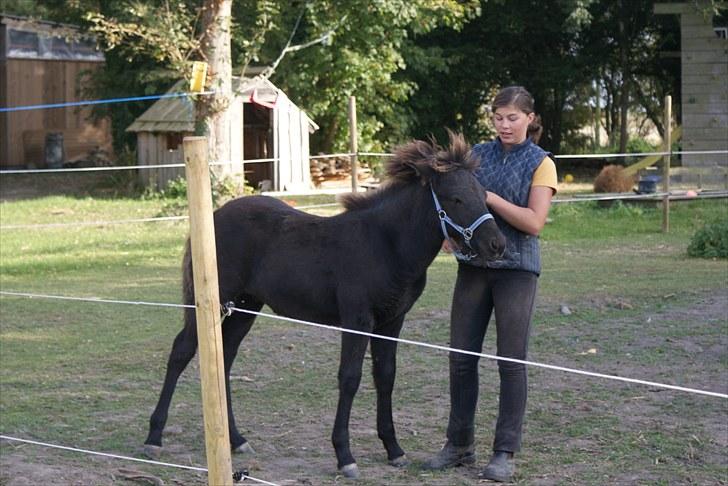 Islænder Leikur fra Worregård solgt  - #2. nyt billede 2