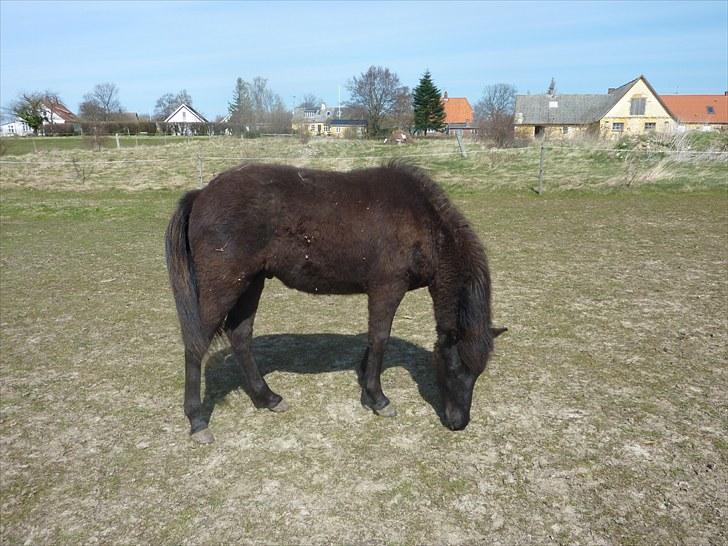 Islænder Leikur fra Worregård solgt  - #3 nyt. smukke leikur æder gæse billede 3
