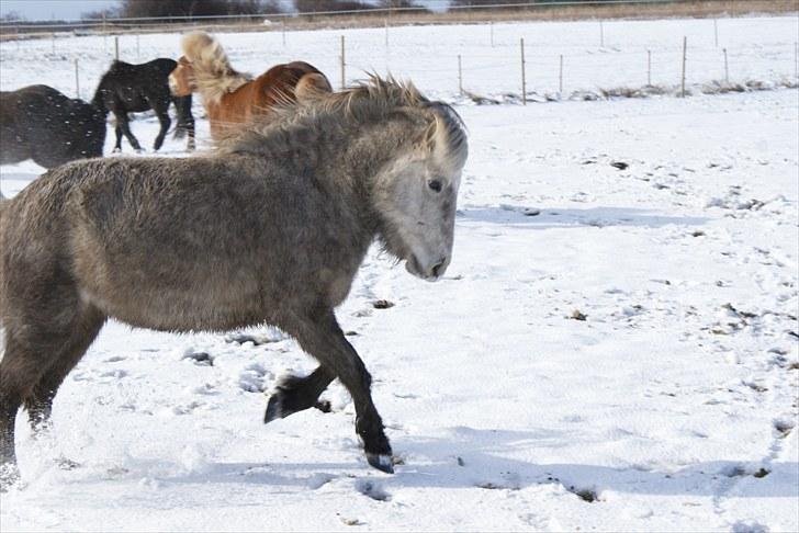 Islænder Kringla f Haukagili R.I.P  - #1.  nyt velkommer til Kringla profil  billede 1