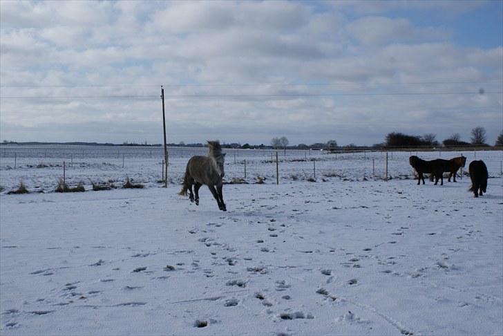 Islænder Kringla f Haukagili R.I.P  - #2. nyt billede 2