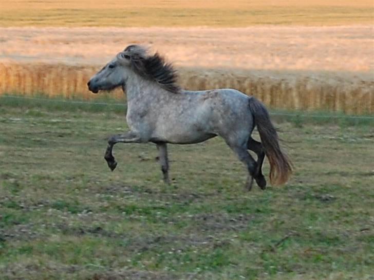 Islænder Kringla f Haukagili R.I.P  - #3. nyt ja det er min smukke trav med højt luft på billede 3