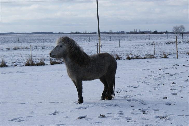Islænder Kringla f Haukagili R.I.P  - #4. nyt billede 4