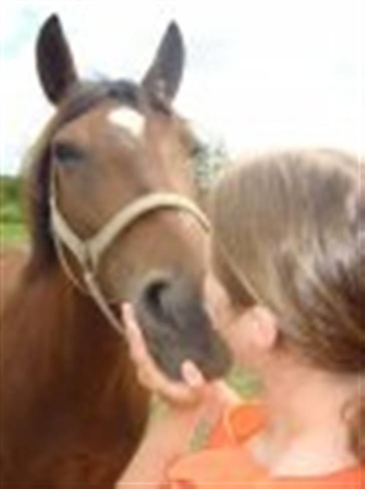 Anden særlig race Ally billede 10