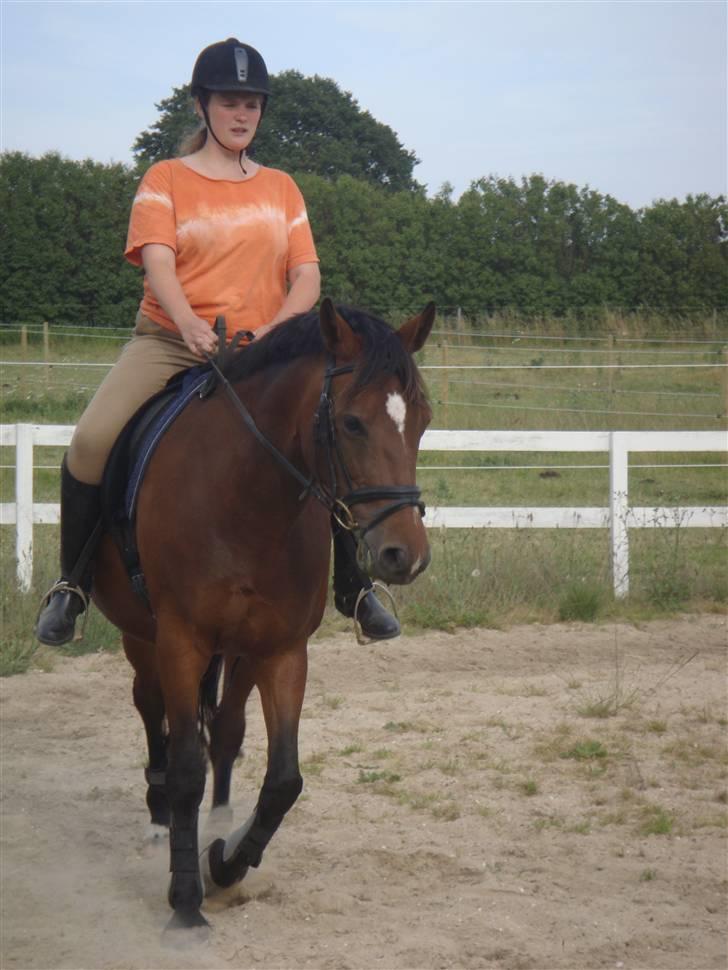 Anden særlig race Ally billede 11