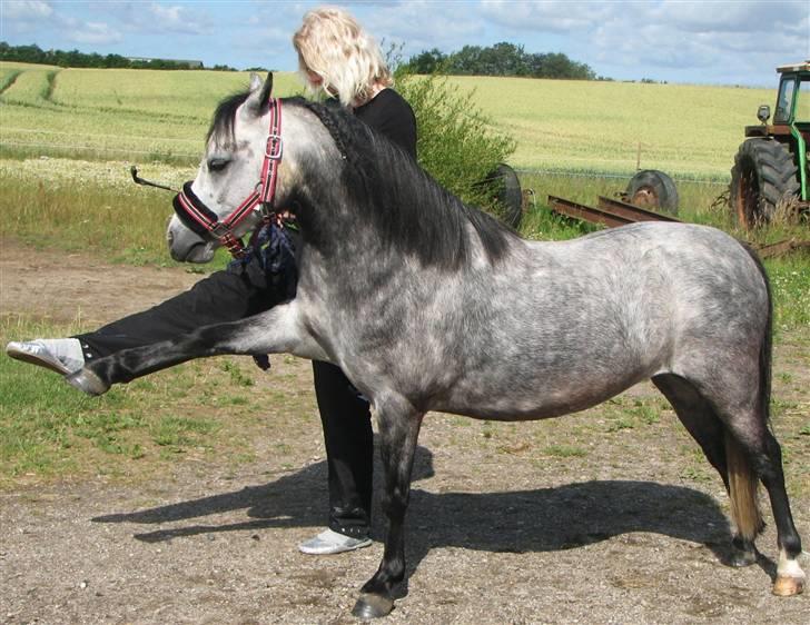 Welsh Pony af Cob-type (sec C) Annabell(Har redet) billede 2