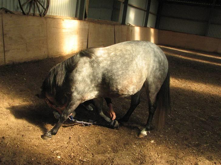 Welsh Pony af Cob-type (sec C) Annabell(Har redet) billede 3