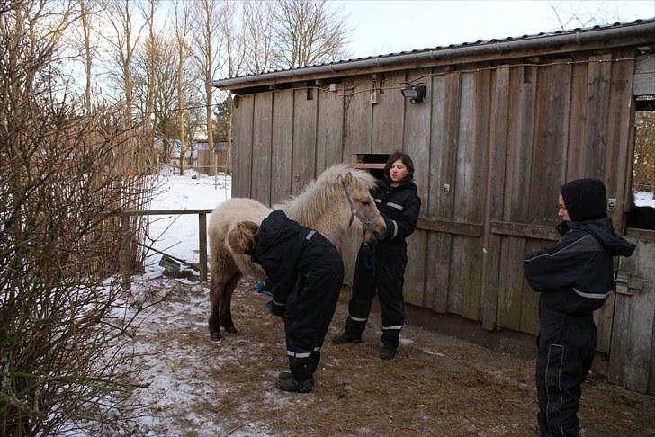 Islænder Tritill fra Worregård - #4. nyt for løft ben og orden dem  billede 3